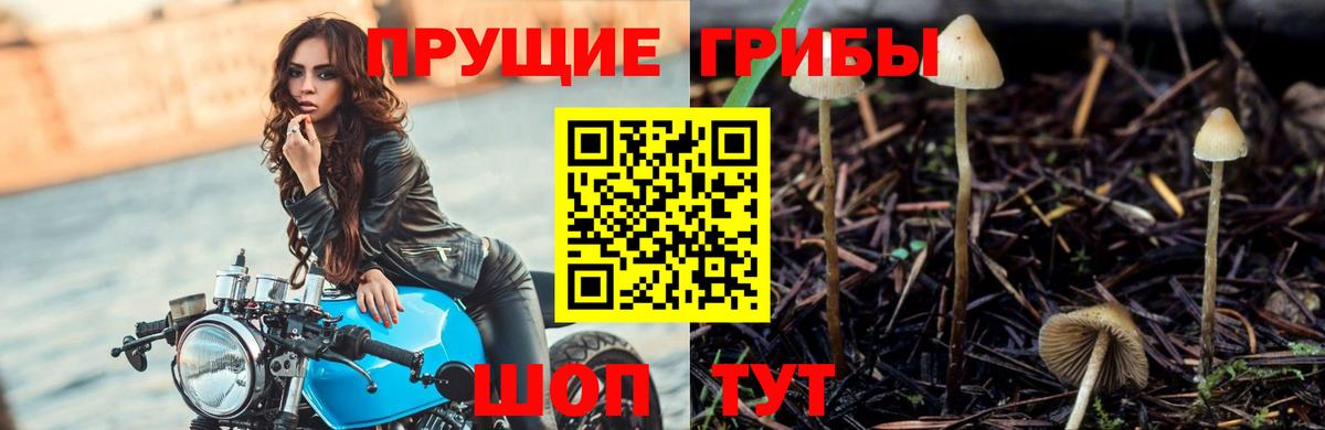 Псилоцибиновые грибы Psilocybine cubensis  Галлюциногенные грибы прущие грибы  Луга  Вход с VPN 